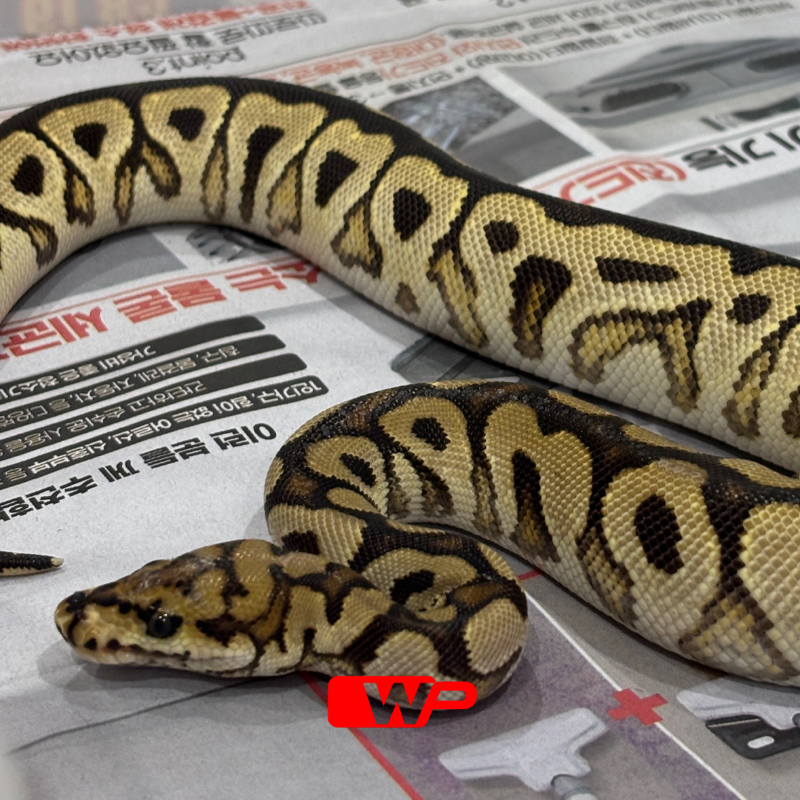 F/ Spotnose Clown