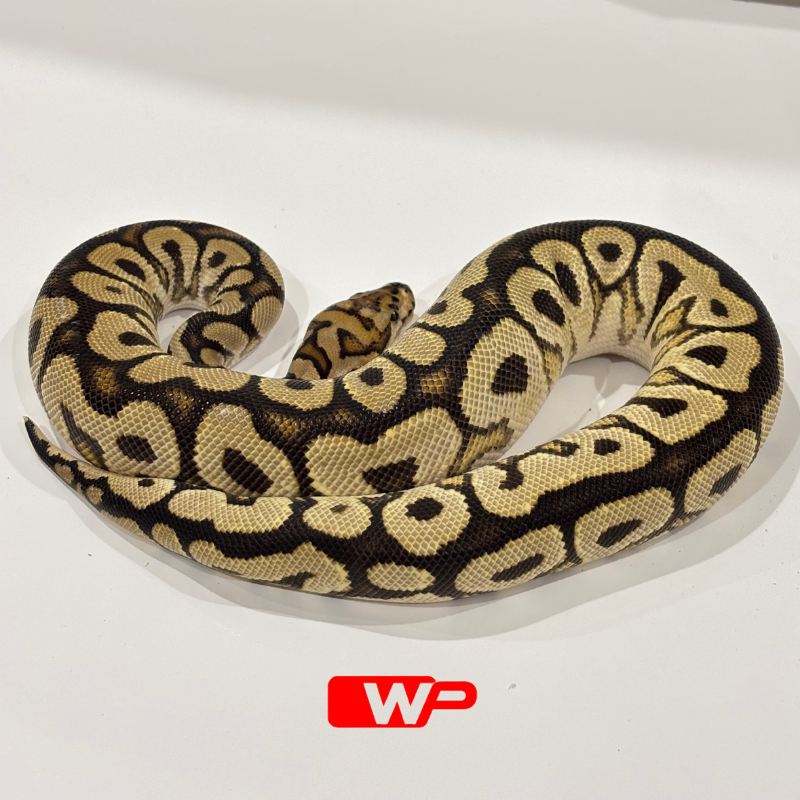 Spotnose Clown