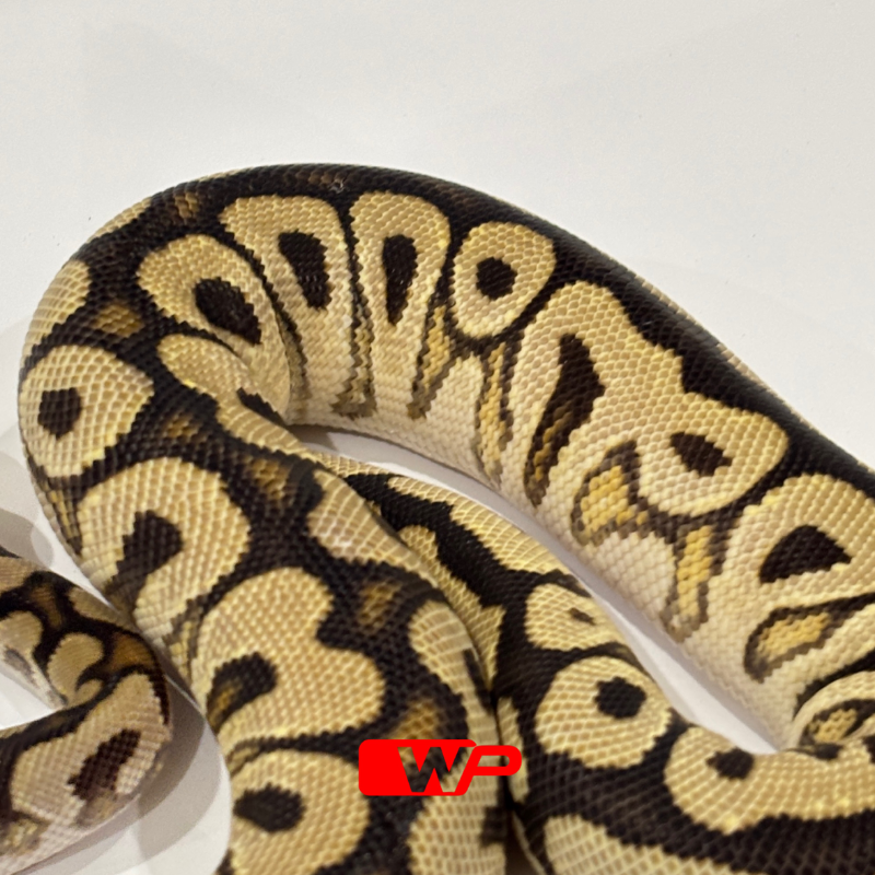 F/ Spotnose Clown
