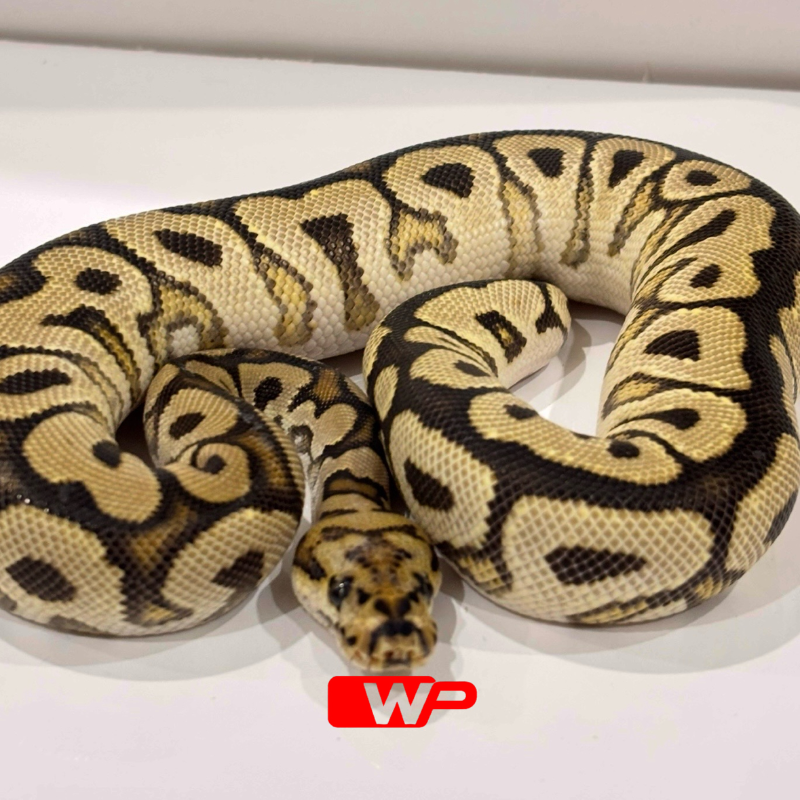 F/ Spotnose Clown