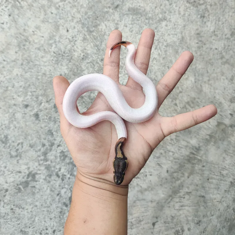 Pied Het Desert Ghost