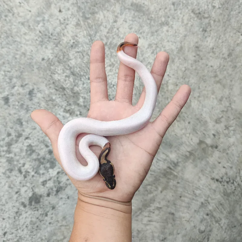 Pied Het Desert Ghost