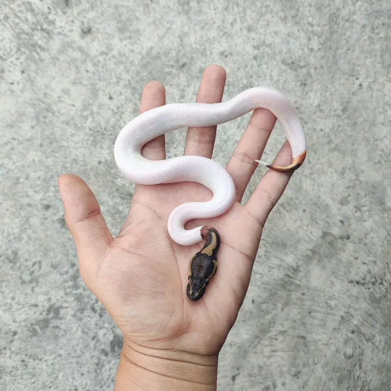 Pied Het Desert Ghost