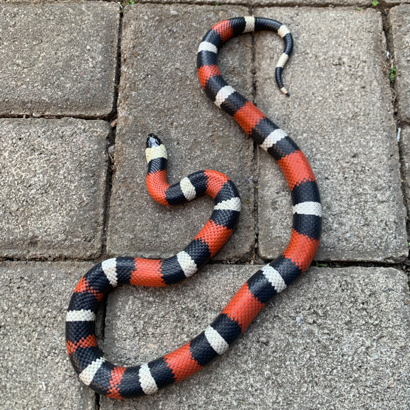 F milksnake peublan