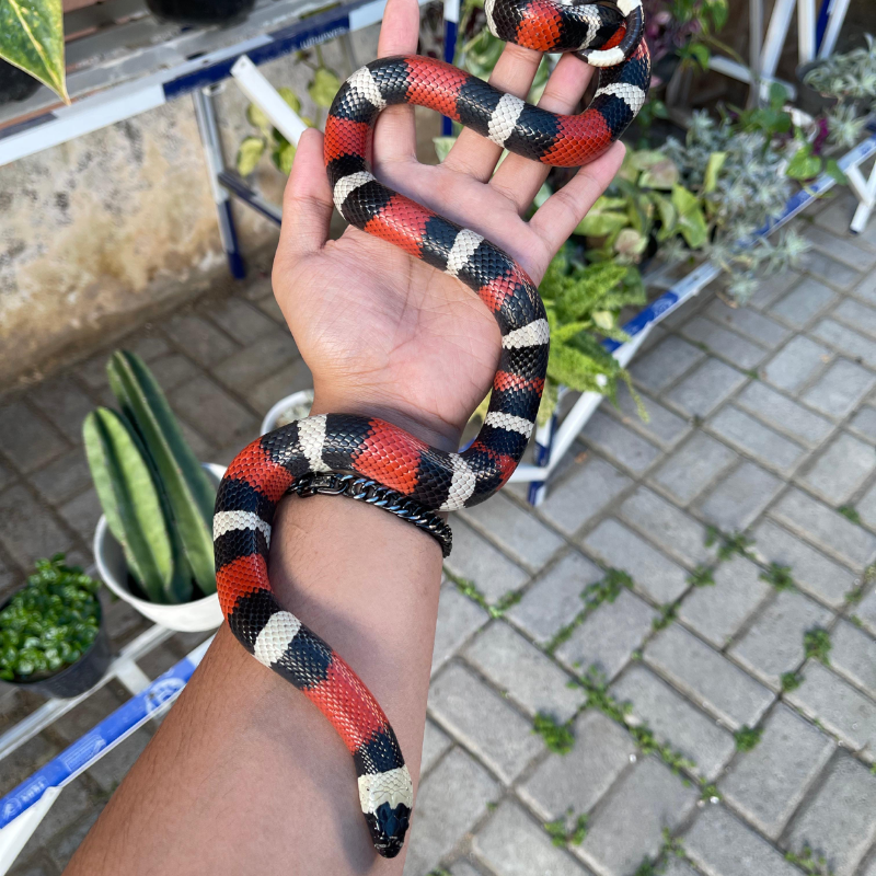 F milksnake peublan