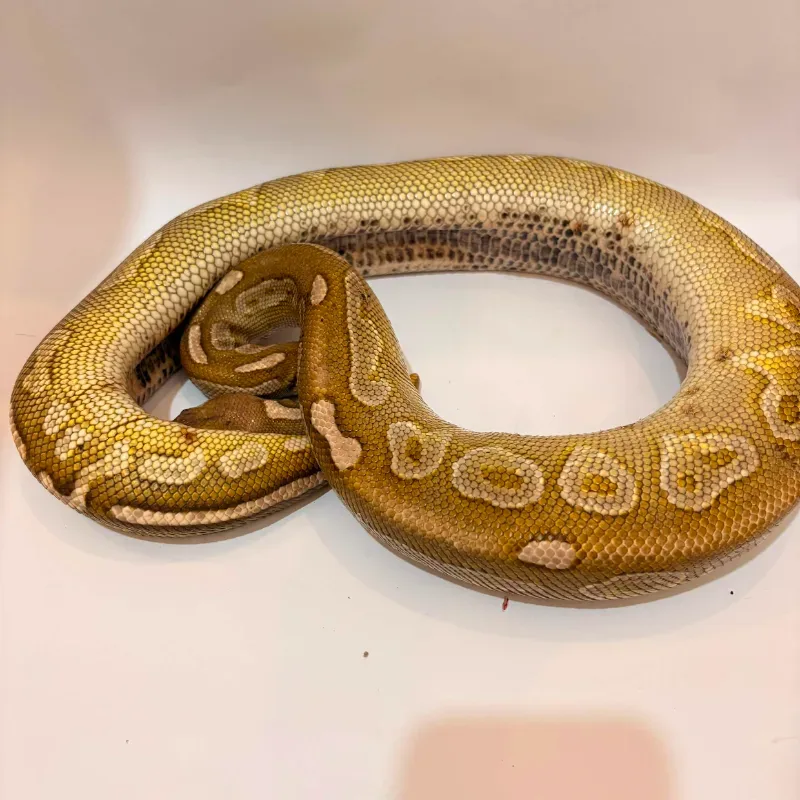Lesser Cinnamon