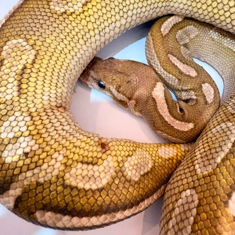 Lesser Cinnamon