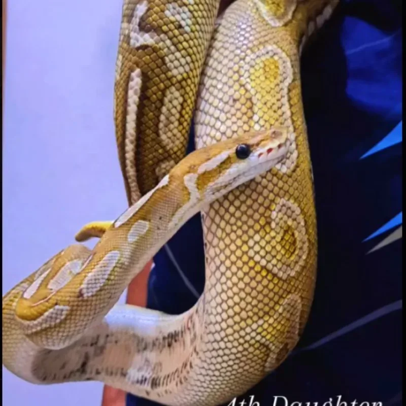 Lesser Cinnamon
