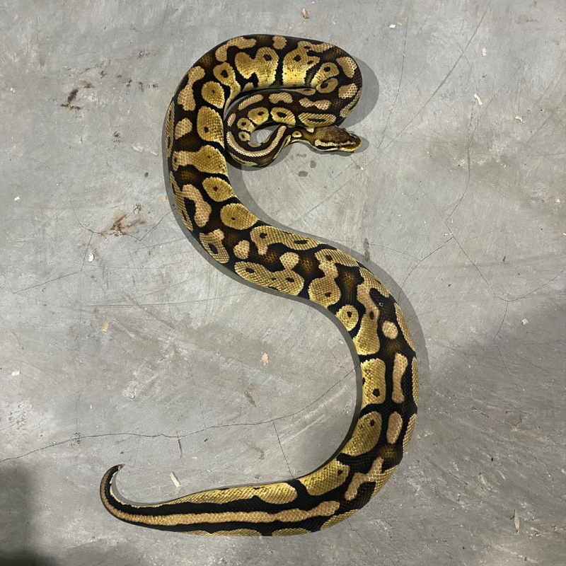 Pastel het DG