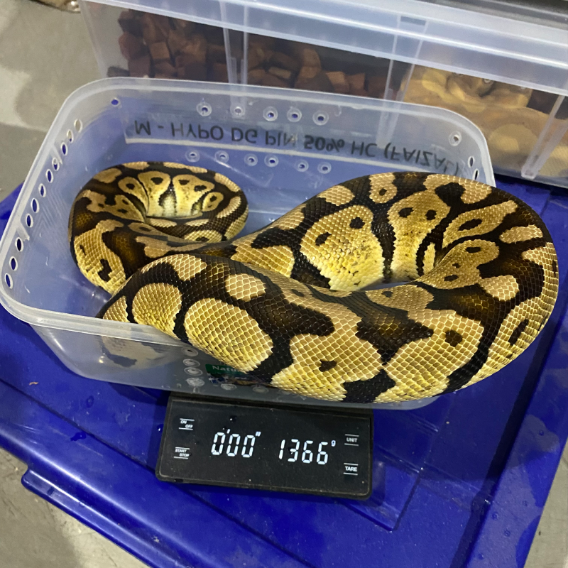 Pastel het DG