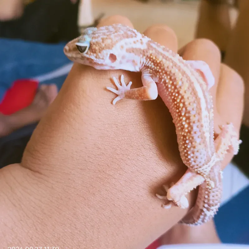 Gecko