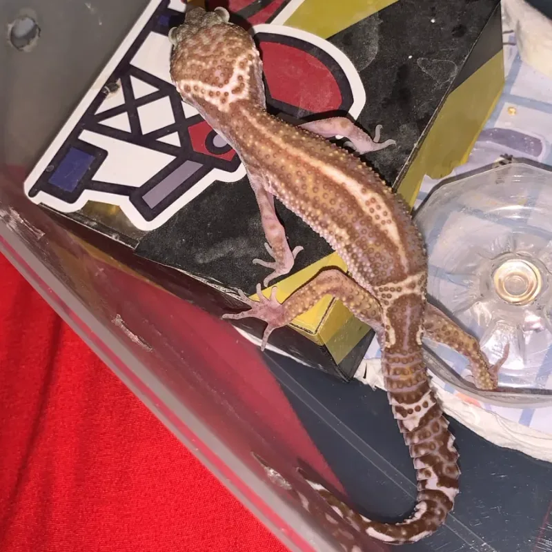 Gecko