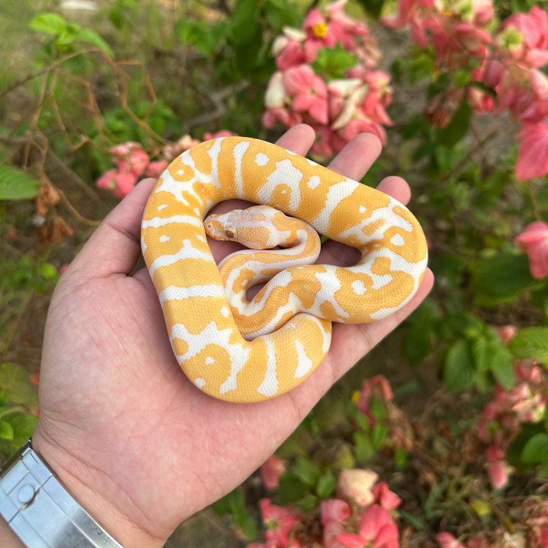 Leopard Confusion Lavender Het clown