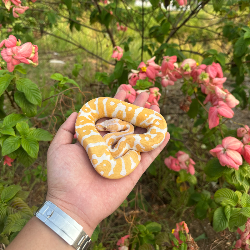 Leopard Confusion Lavender Het clown