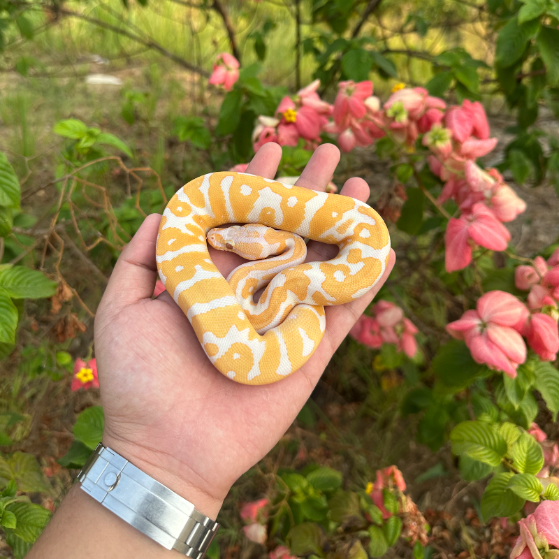 Leopard Confusion Lavender Het clown
