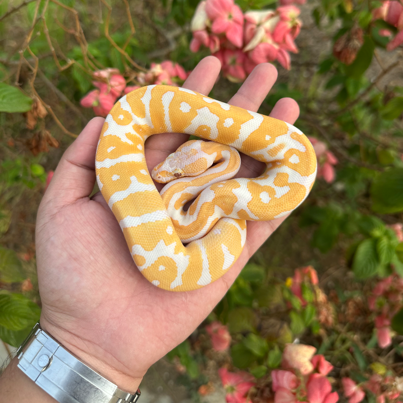 Leopard Confusion Lavender Het clown