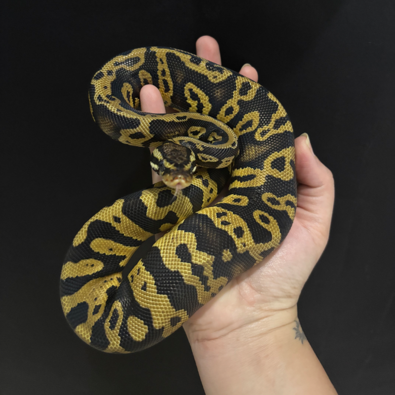 Acid Pastel Het Clown Het DG