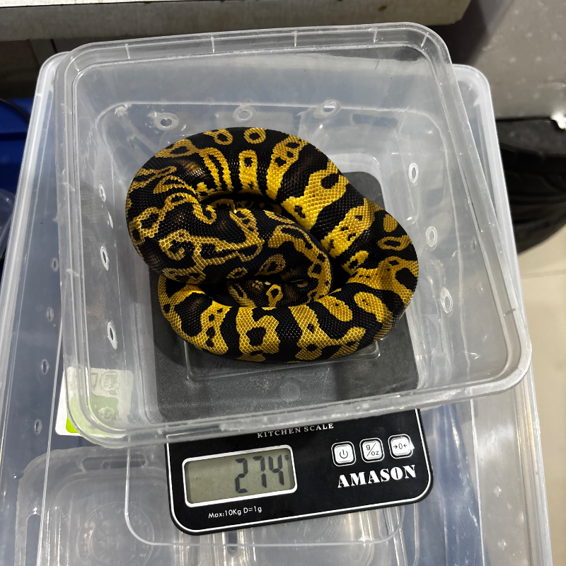 Acid Pastel Het Clown Het DG