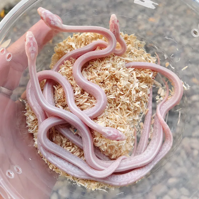 Snow Tessera (het Stripe) 