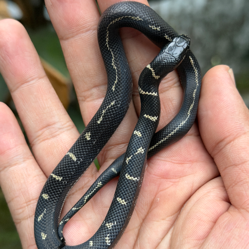 Melanistic Het Albino Het Lavender
