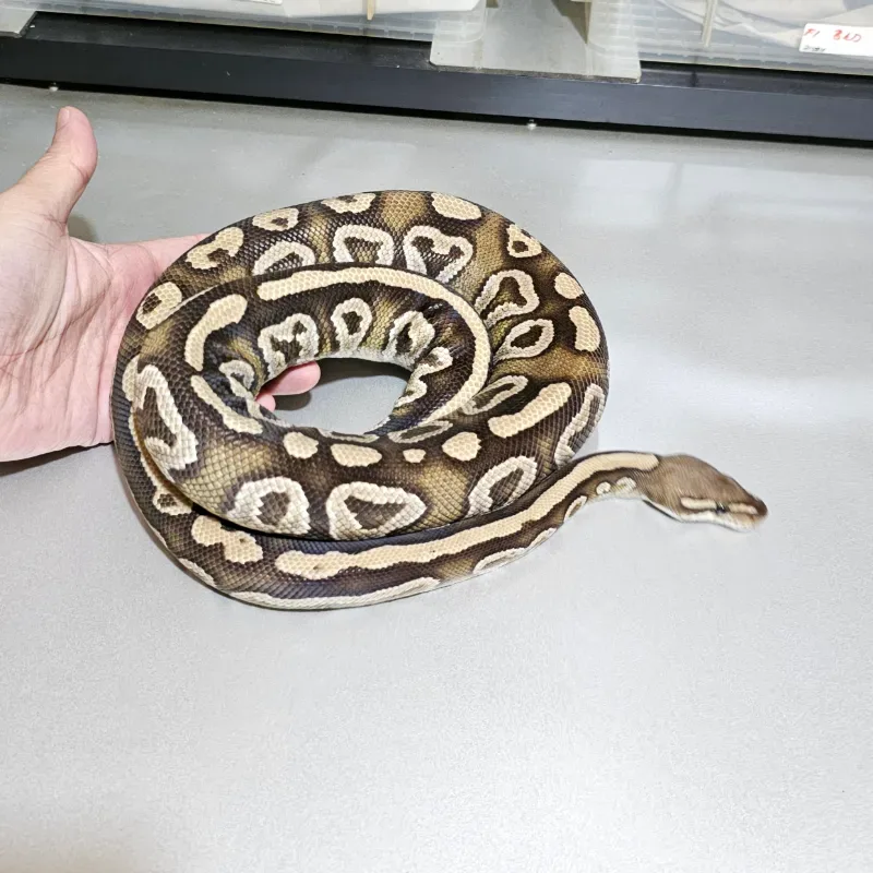Trick Mojave 2