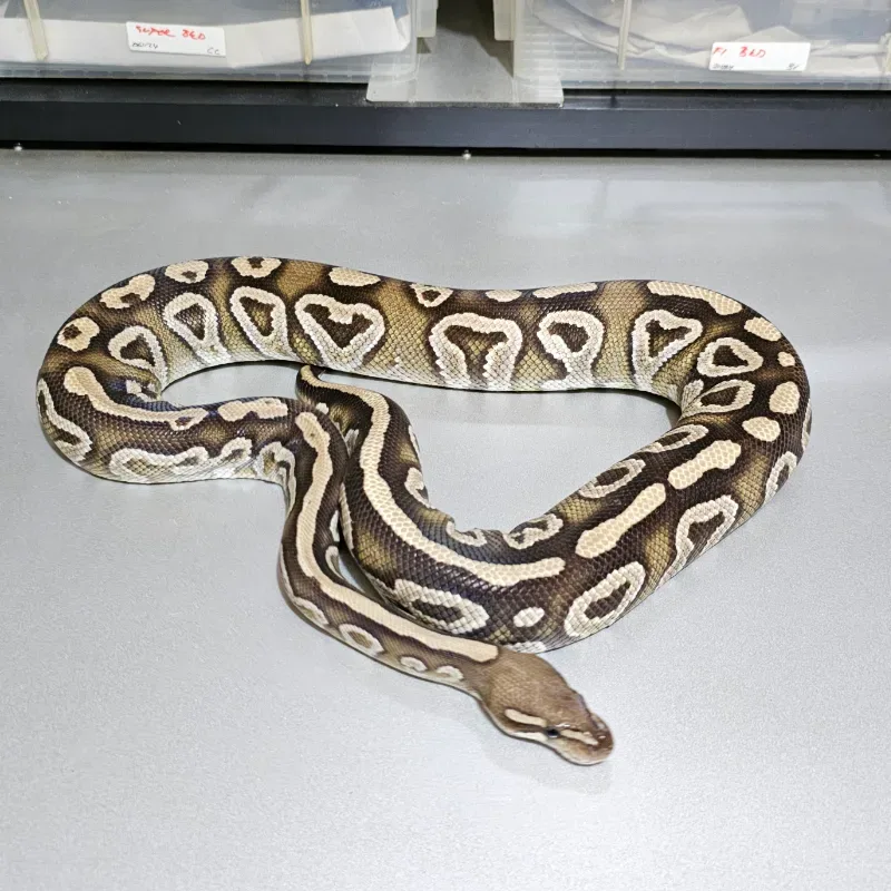 Trick Mojave 3