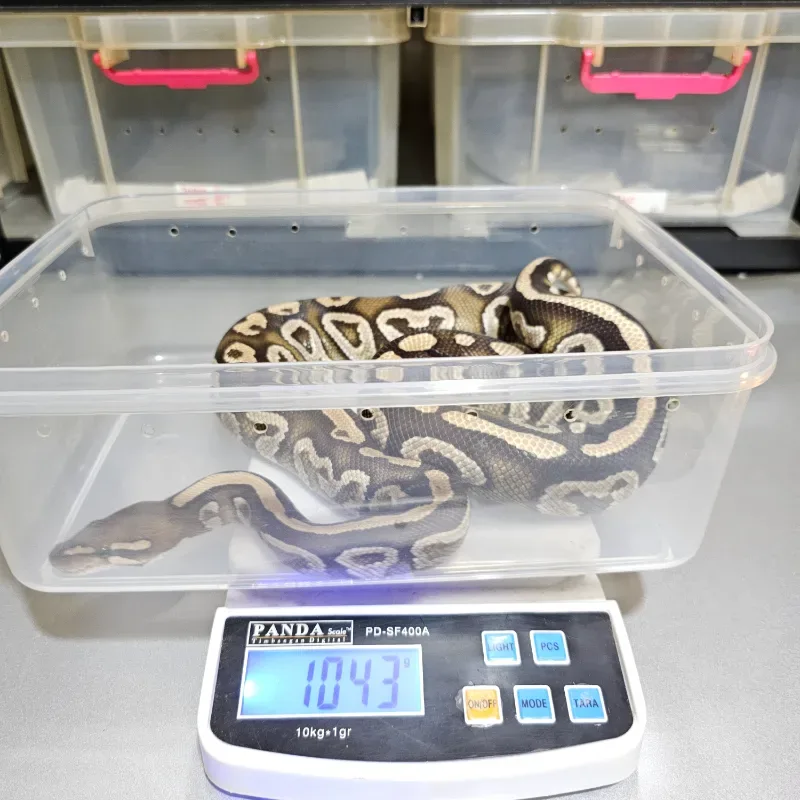 Trick Mojave 4