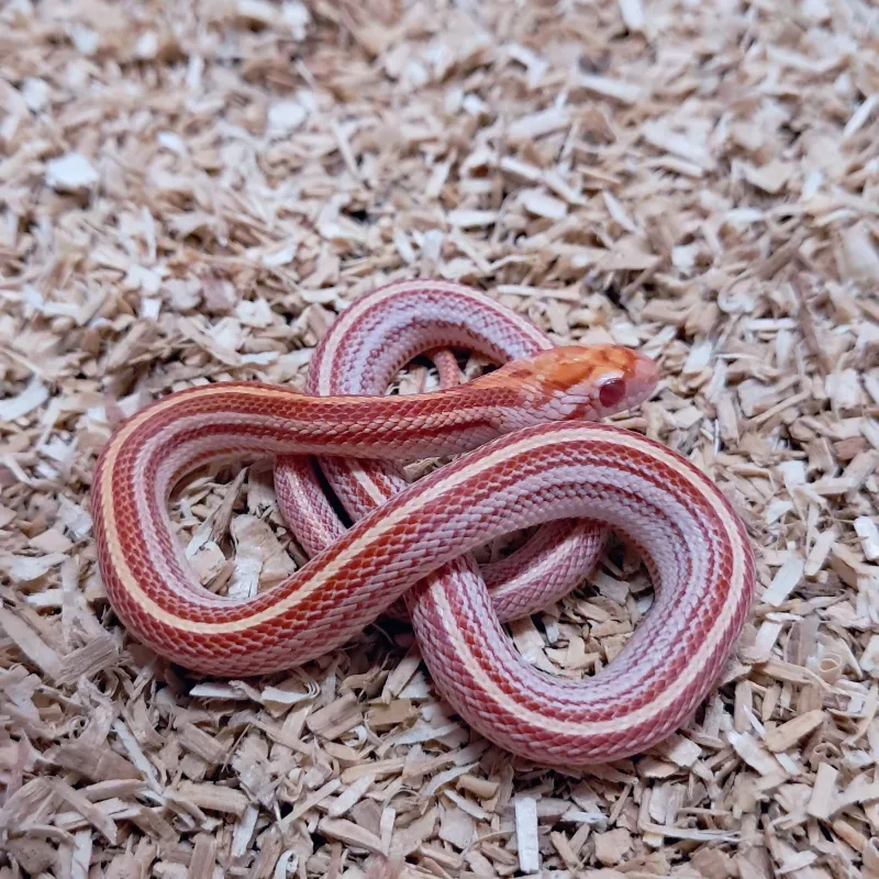 Amel tessera nelsoncorn