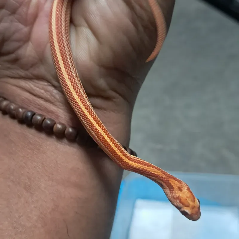Amel tessera nelsoncorn