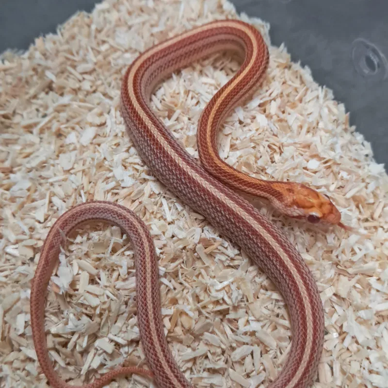 Amel tessera nelson supercorn