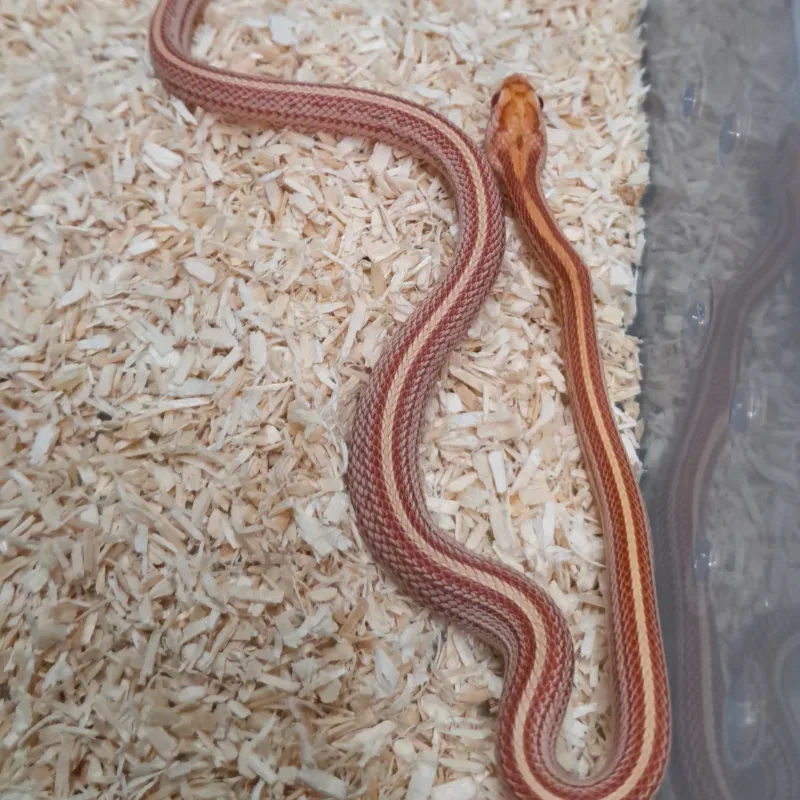 Amel tessera nelson supercorn