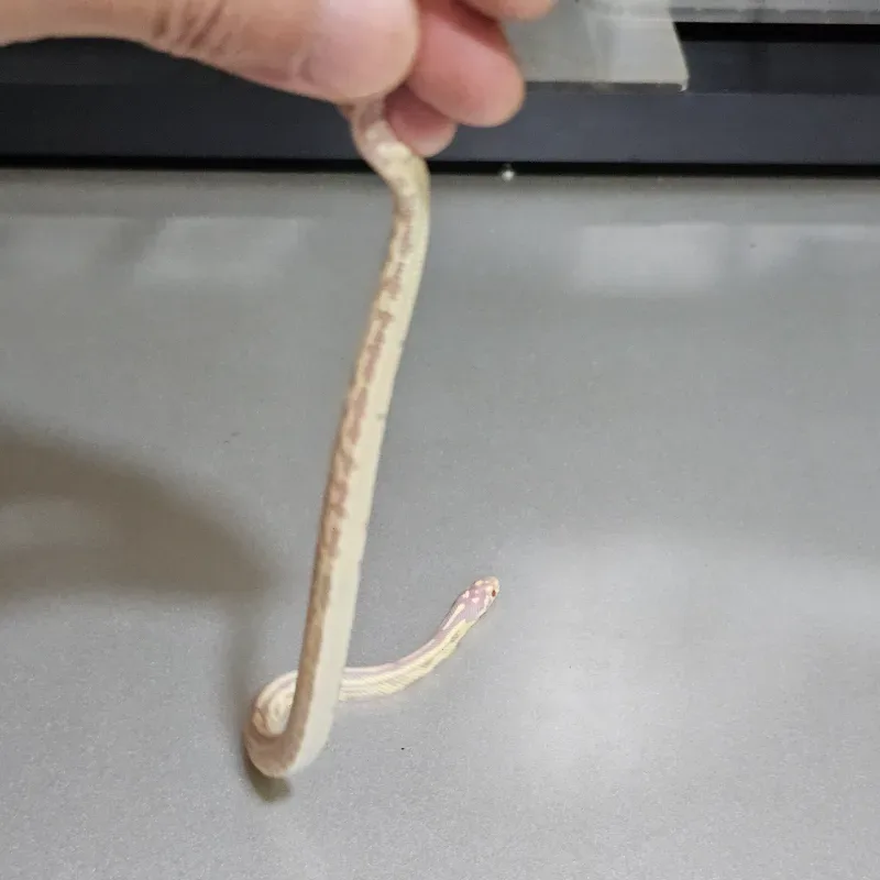 Stripe(California Kingsnake) Albino/Amelanistic 3