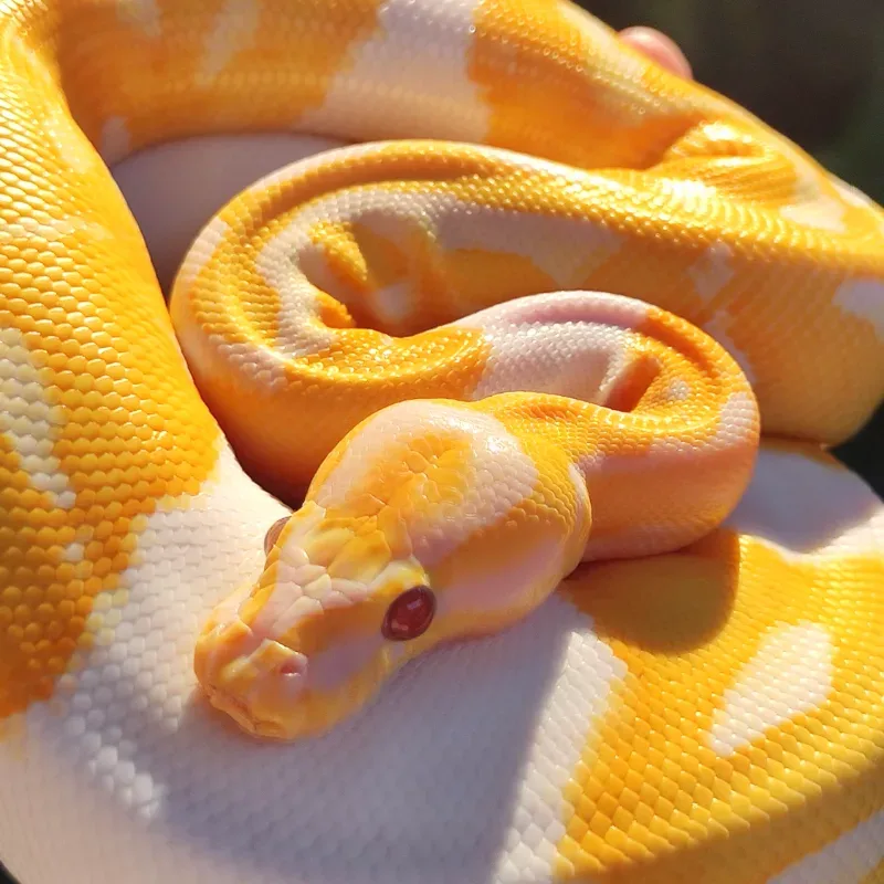 Lavender Pied 