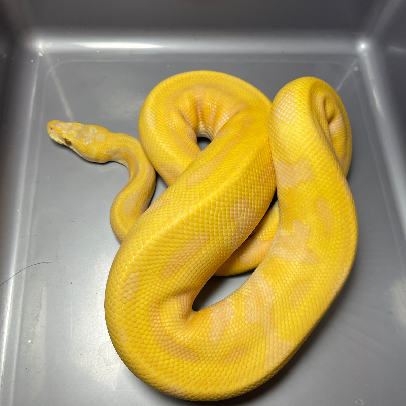 Leopard Enchi Pastel Lavender Albino Het Clown