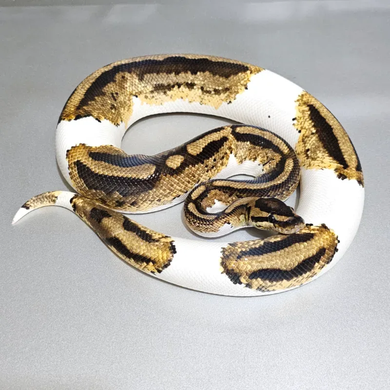 Orange Dream Yellowbelly Pied