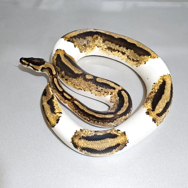 Orange Dream Yellowbelly Pied