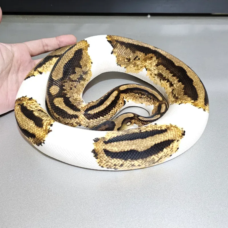 Orange Dream Yellowbelly Pied
