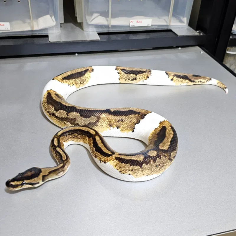 Orange Dream Yellowbelly Pied
