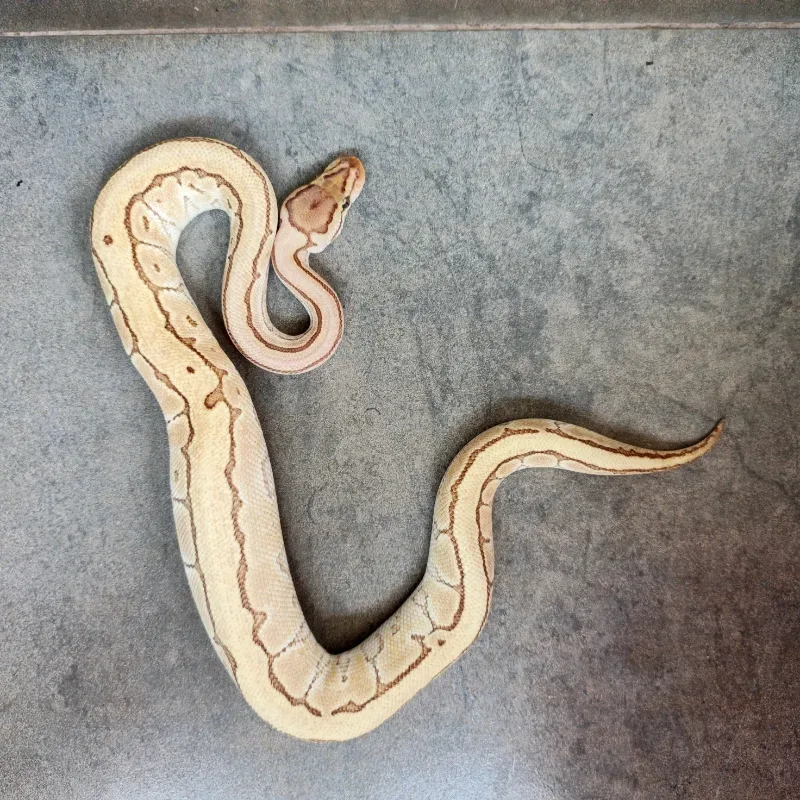 Pinstripe Lesser Desert Ghost
