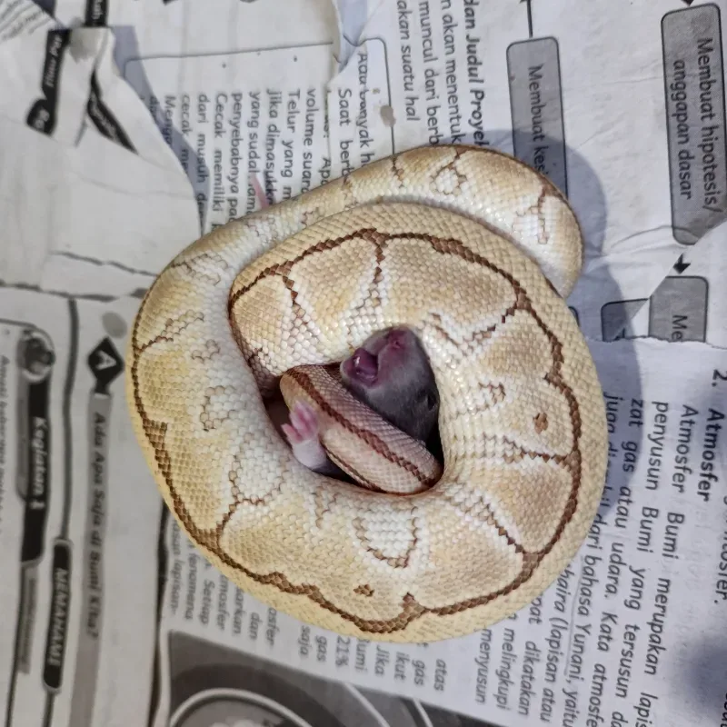 Pinstripe Lesser Desert Ghost