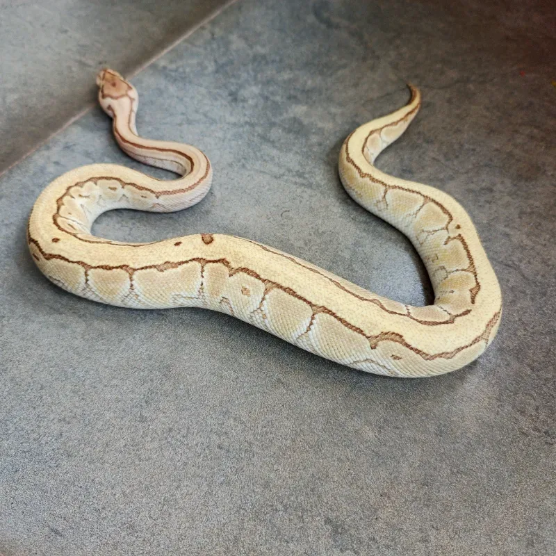 Pinstripe Lesser Desert Ghost