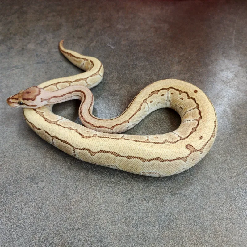 Pinstripe Lesser Desert Ghost