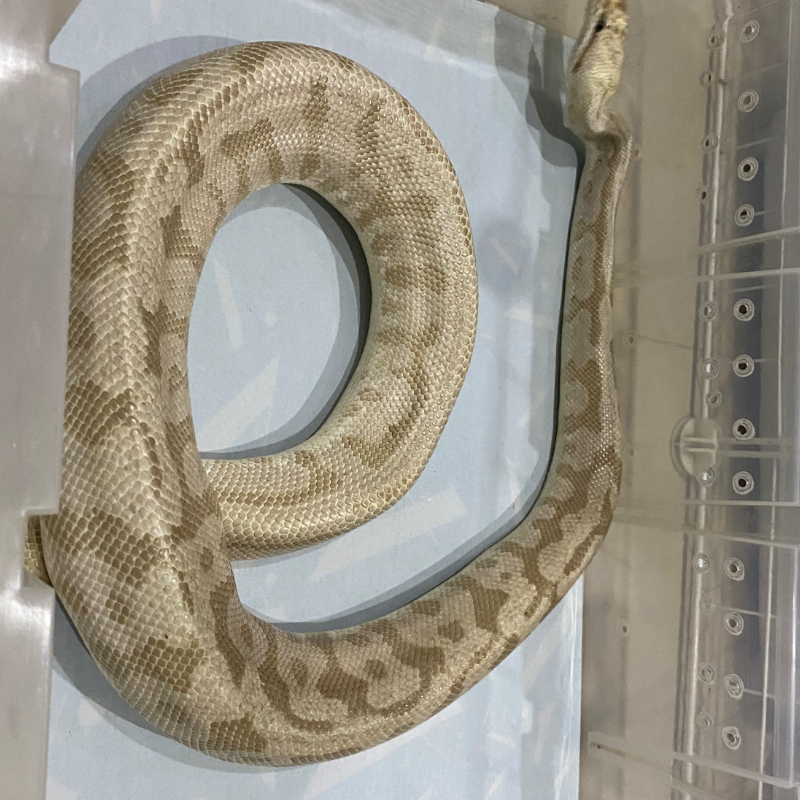 “ PREDIKSI “ Pastel bamboo leopard spotnose het clown