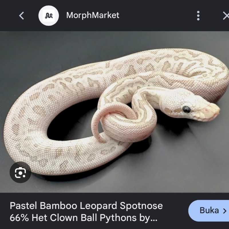 “ PREDIKSI “ Pastel bamboo leopard spotnose het clown