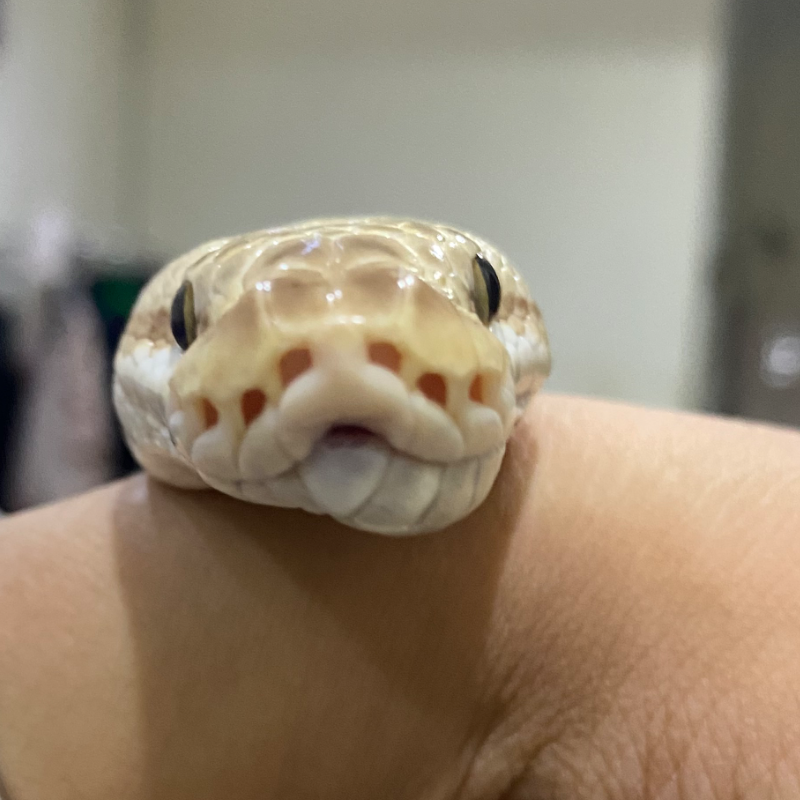 “ PREDIKSI “ Pastel bamboo leopard spotnose het clown