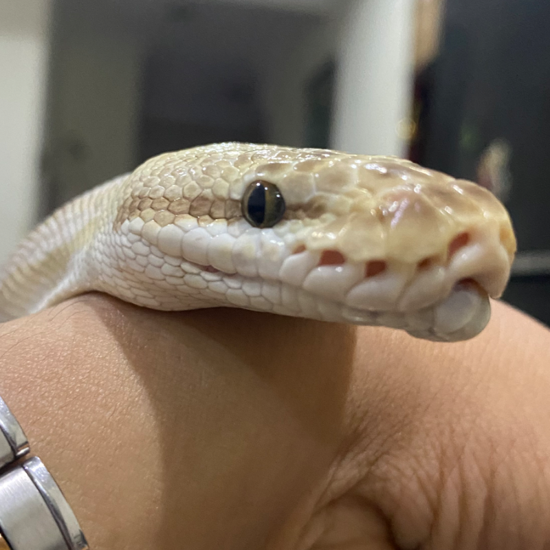 “ PREDIKSI “ Pastel bamboo leopard spotnose het clown