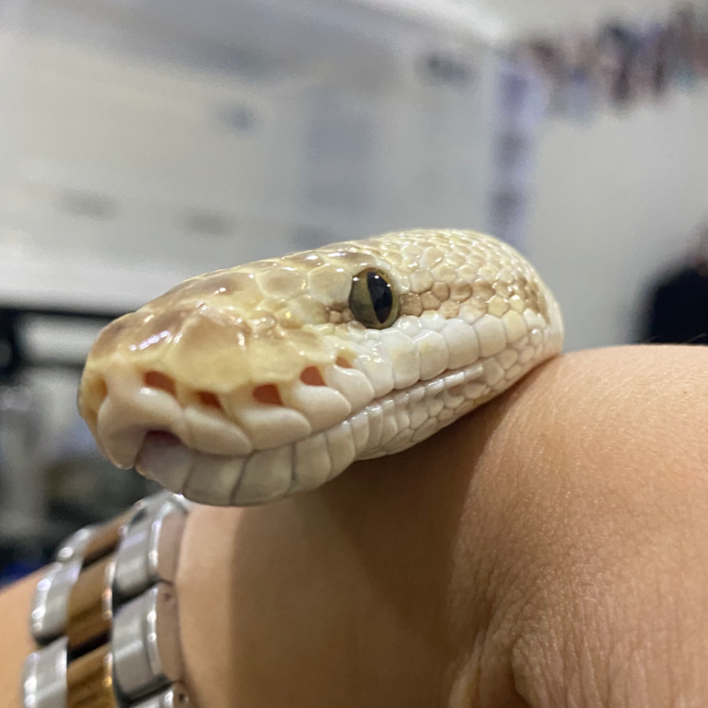 “ PREDIKSI “ Pastel bamboo leopard spotnose het clown