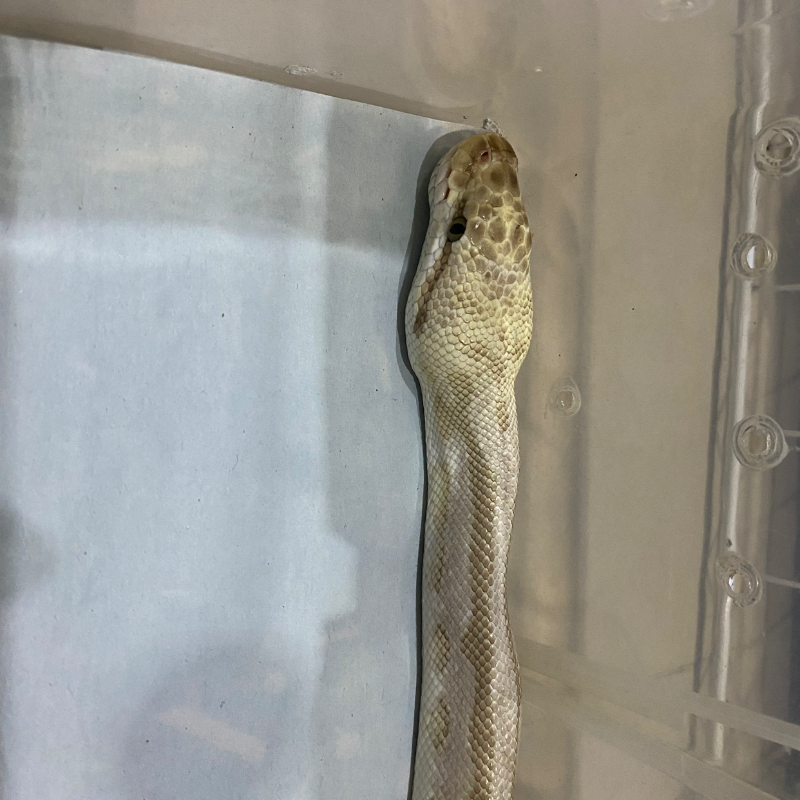“ PREDIKSI “ Pastel bamboo leopard spotnose het clown