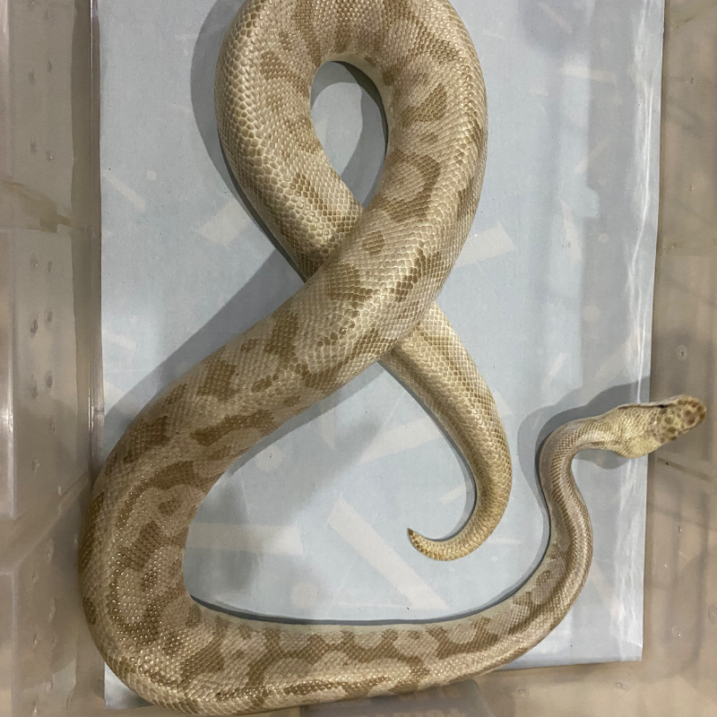“ PREDIKSI “ Pastel bamboo leopard spotnose het clown