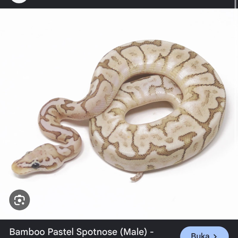 “ PREDIKSI “ Pastel bamboo leopard spotnose het clown